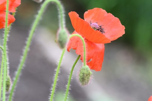 poppy  flower  red