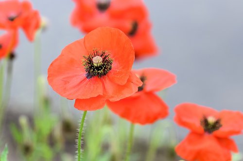 poppy  flower  red