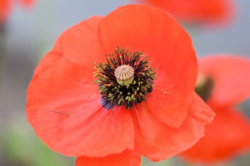 poppy  flower  red