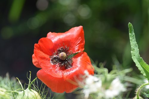 poppy  garden  nature