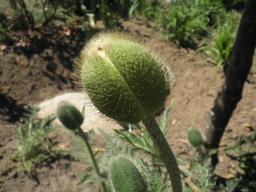 poppy bud green