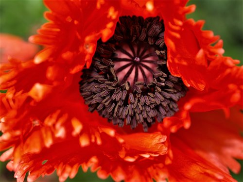 poppy  flower  red