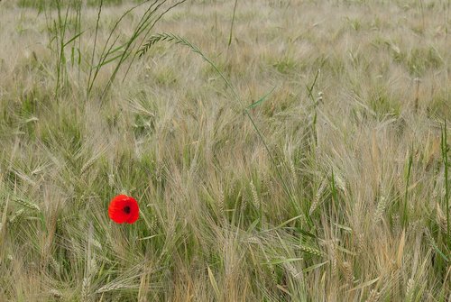 poppy  fields  wheat