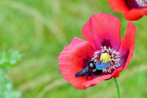 poppy  blue wooden bee  nature