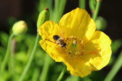 poppy  yellow  blossom