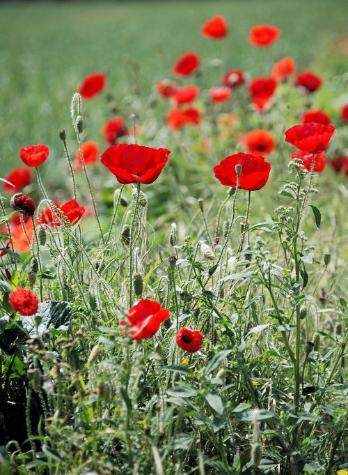 poppy papaveraceae field