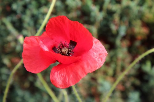 poppy  red flower  flower of poppy