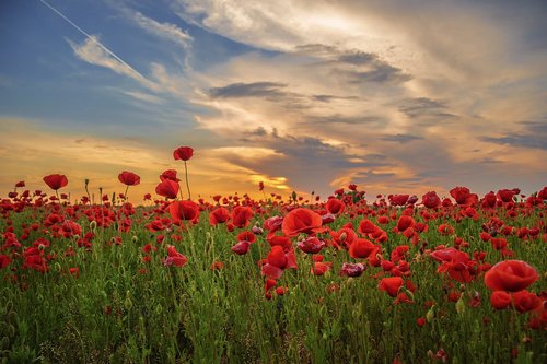 poppy  flower  meadow