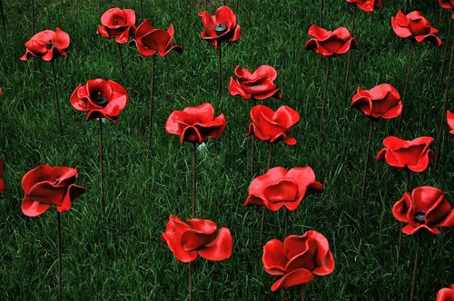 poppy  red  grass