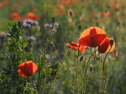 poppy  field of poppies  mohngewaechs