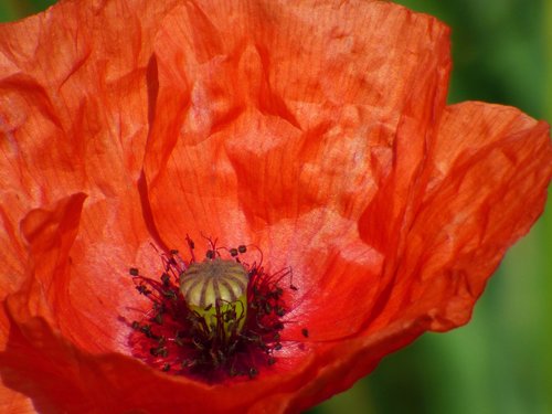 poppy  flower  field