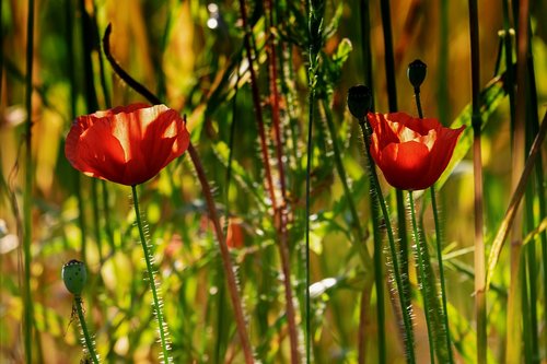 poppy  backlighting  klatschmohn