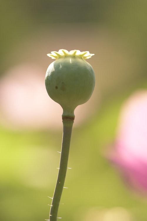 poppy  plant  nature