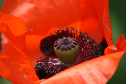 poppy  blossom  bloom