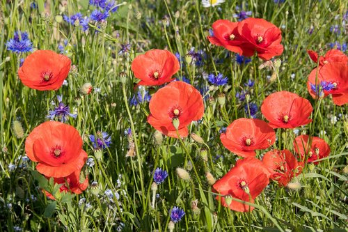 poppy  poppy flower  klatschmohn