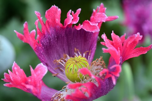 poppy  poppy flower  fly