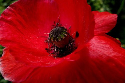 poppy  red  red flower