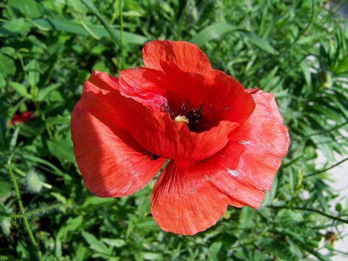 poppy  meadow flower  red