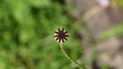 poppy  core  poppy-capsules