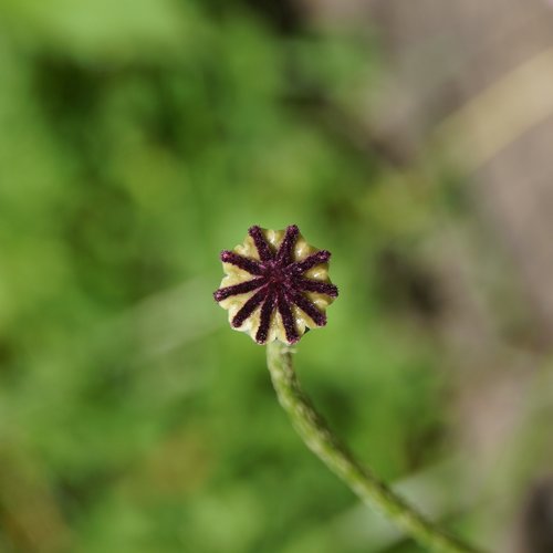 poppy  core  poppy-capsules