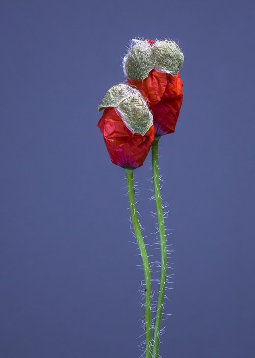 poppy  poppy flower  blossom