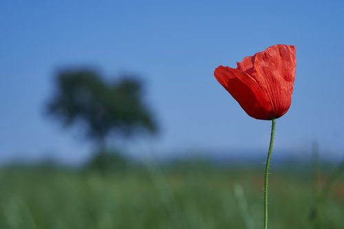 poppy  spain  gallecs park