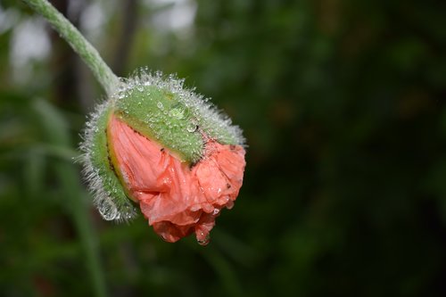 poppy  bud  moist