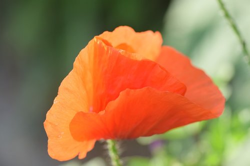 poppy  red  field