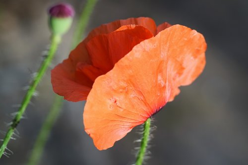 poppy  red  field