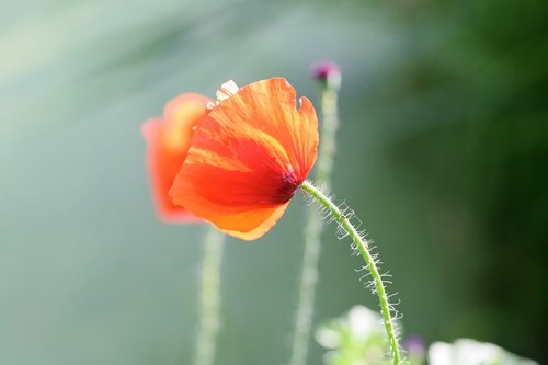 poppy  red  field