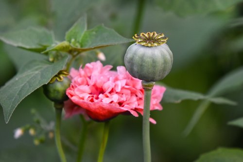 poppy  flower  plant