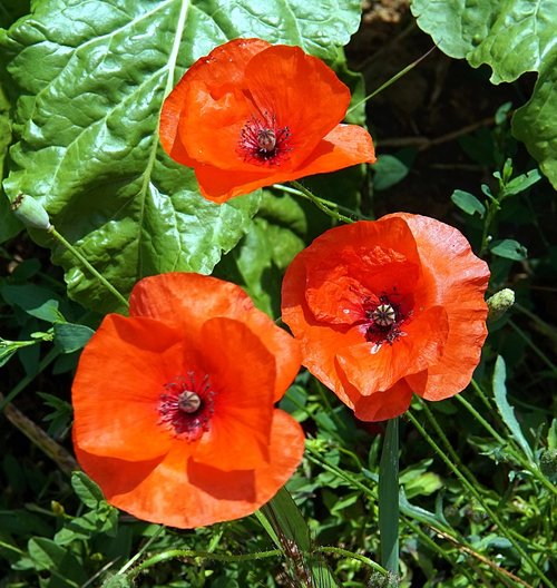 poppy  blossom  bloom