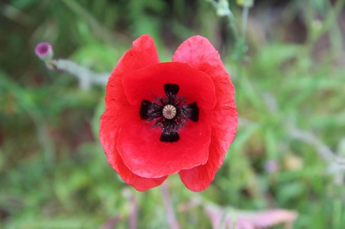 poppy  red flower  poppies