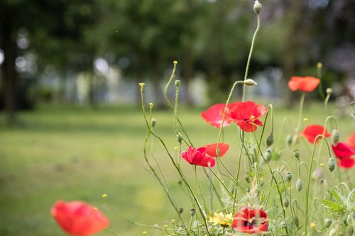 poppy  red  flower