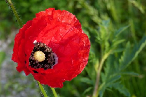 poppy plant close