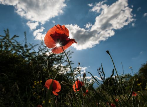 poppy plant nature