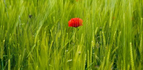 poppy field nature