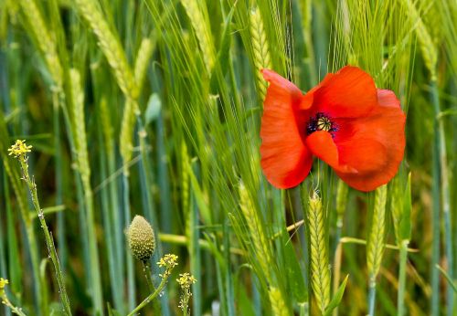 poppy blossom bloom