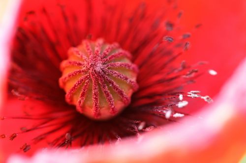 poppy red poppy blossom