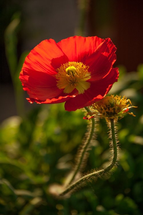 poppy  flower  red