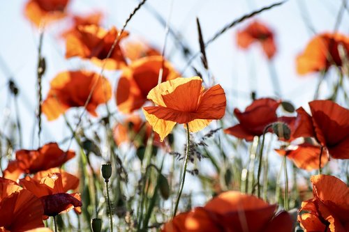 poppy  flowers  red