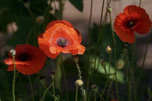 poppy  flowers  nature