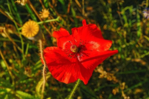 poppy  summer  red