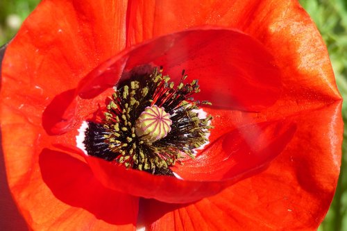 poppy  red  nature