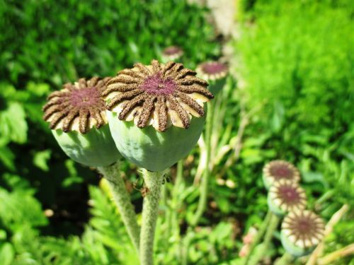 poppy faded seeds