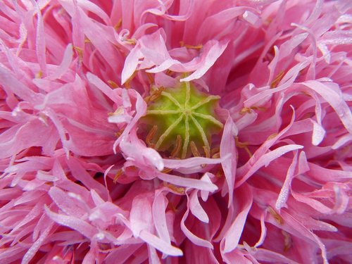 poppy  poppy flower  close up