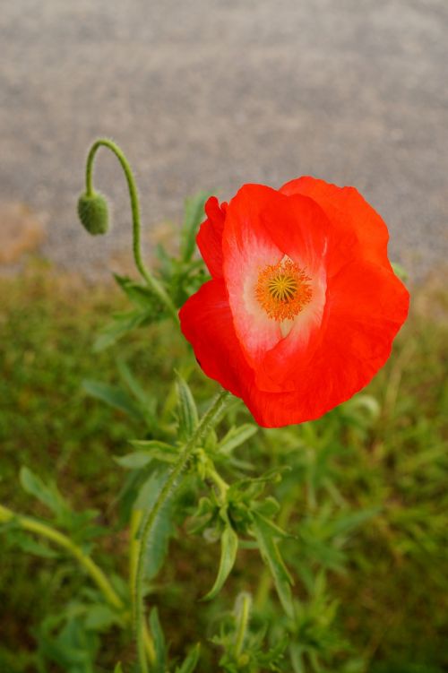 poppy blossom bloom