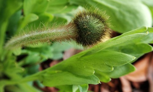 poppy  flower  bud