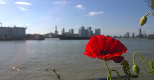 poppy  flower  london