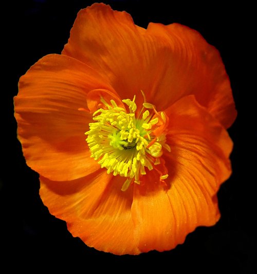 poppy  flower  spring